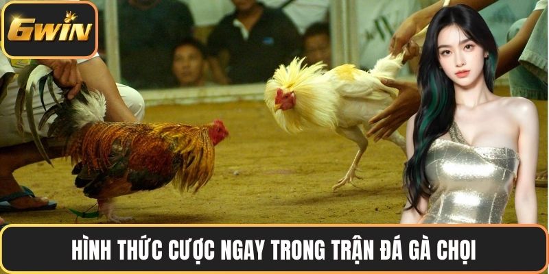 Hình thức cược ngay trong trận đá gà chọi