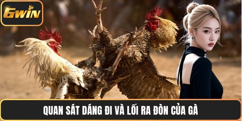 Quan sát dáng đi và lối ra đòn của gà