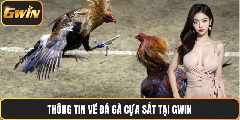 Thông tin về đá gà cựa sắt tại GWIN